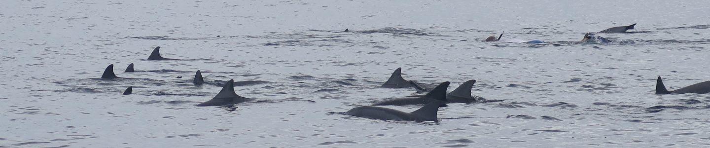 La Coopération au service de l’intelligence collective !